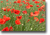 amapola