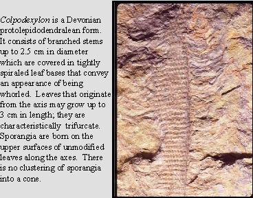 Colpodexylon