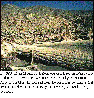 Mt.St.Helens Tree Blowdown