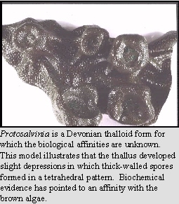 Protosalvinia 
model