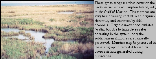 Salt Marshes at 
Dauphin Island