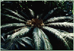 Cycad w/cone