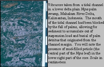 Tidal 
Channel vibracore in Nipa Swamp