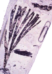 Triassic Sphenobaeria from South Africa