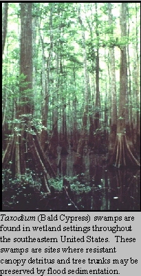 Mobile-Tensaw Taxodium Swamp