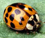 ladybug