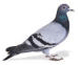 pajaro