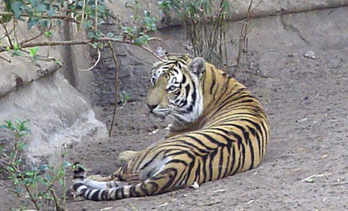 Tiger