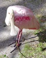 SpoonBill