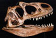 allosaurus