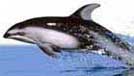 delfin