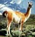 guanaco