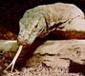 dragon Komodo