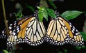 mariposas