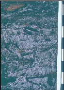 Autochthonous Standing Forest