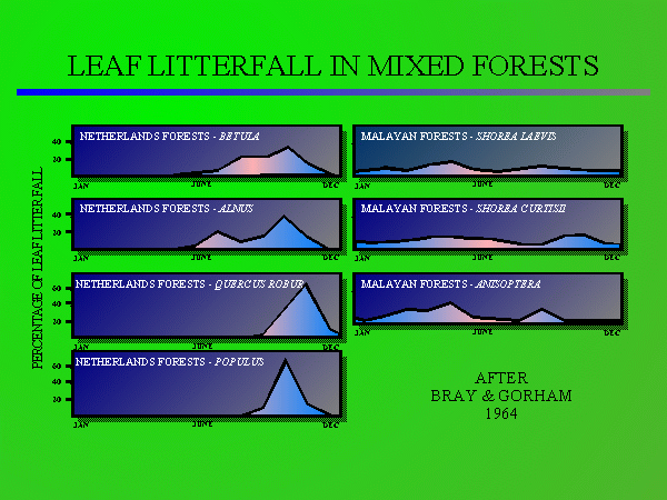 Mixed Forest Litterfall